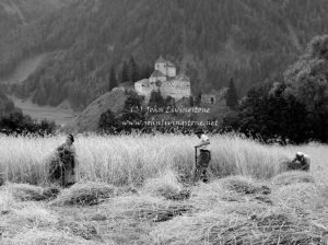 Working the Fields with Scythes, Austria 1952